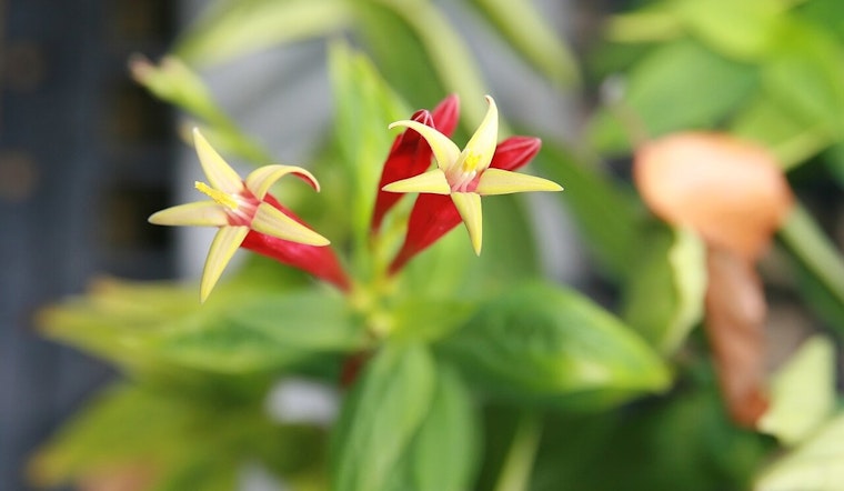 Discover the Resilient Beauty of Spigelia Marilandica at Knoxville and Jackson's UT Gardens