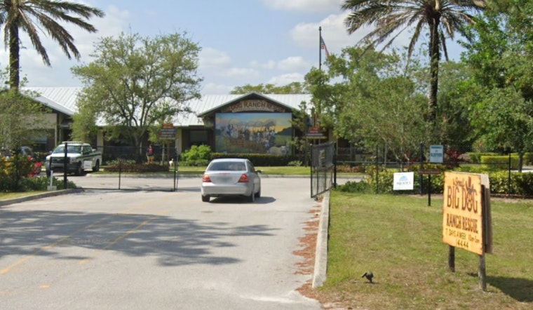 $10,000 Reward Offered in Lauderdale Lakes for Information on Severe Abuse of Giant Schnauzer