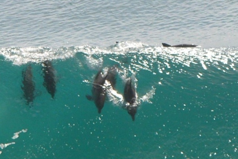 Dolphin Death Toll Soars in Los Angeles as Toxic Algae Bloom Ravages Southern California Marine Life