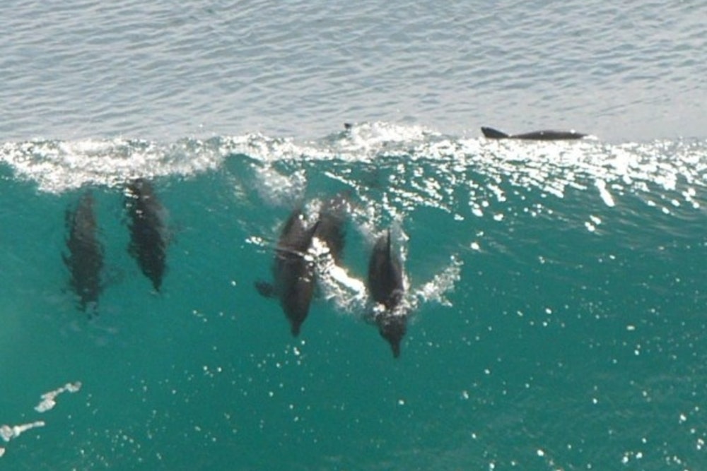Dolphin Death Toll Soars in Los Angeles as Toxic Algae Bloom Ravages Southern California Marine Life