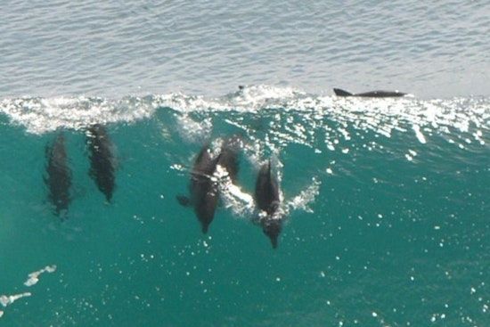 Dolphin Death Toll Soars in Los Angeles as Toxic Algae Bloom Ravages Southern California Marine Life