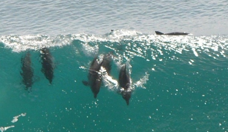 Dolphin Death Toll Soars in Los Angeles as Toxic Algae Bloom Ravages Southern California Marine Life
