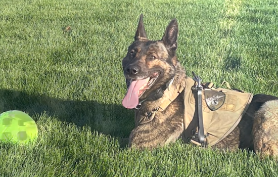 Douglas County Salutes Retiring K9 Blu for Years of Dedicated Service in Law Enforcement