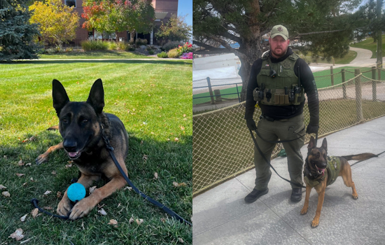 Douglas County Sheriff's K9 Dozer Celebrates Birthday with a Record of Remarkable Drug Busts