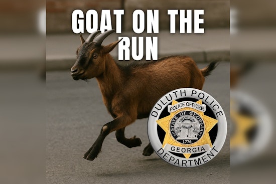 Duluth's Elusive Goat (Or Sheep) Dodges Capture, Delighting Locals and Confounding Police