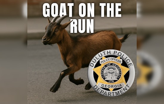 Duluth's Elusive Goat (Or Sheep) Dodges Capture, Delighting Locals and Confounding Police