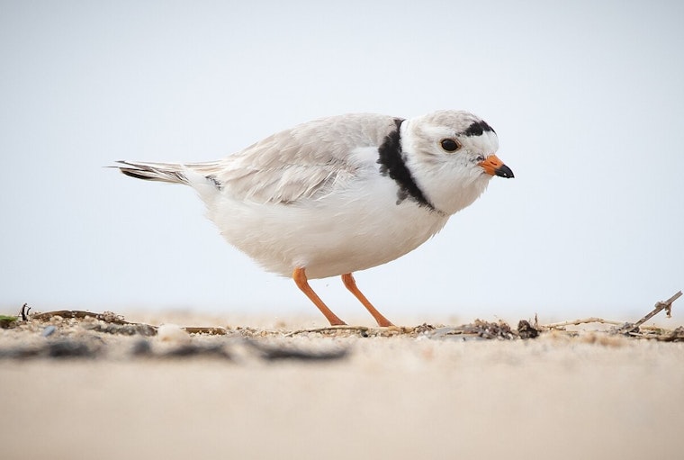 Endangered Piping Plovers Return to Montrose Beach, Sparking Conservation Hopes in Chicago