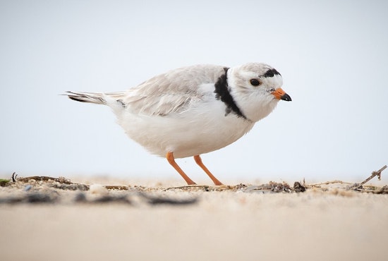 Endangered Piping Plovers Return to Montrose Beach, Sparking Conservation Hopes in Chicago