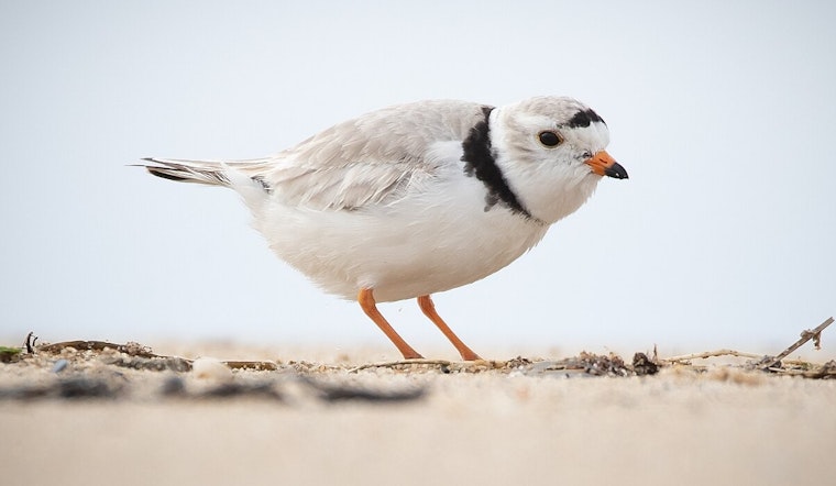 Endangered Piping Plovers Return to Montrose Beach, Sparking Conservation Hopes in Chicago