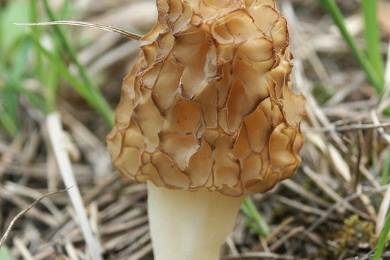 Explore the Mysteries of Mycology at "The Fungus Among Us" Event in Bertram Chain of Lakes Regional Park