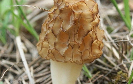Explore the Mysteries of Mycology at "The Fungus Among Us" Event in Bertram Chain of Lakes Regional Park