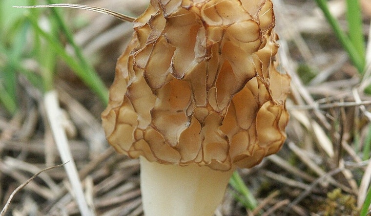 Explore the Mysteries of Mycology at "The Fungus Among Us" Event in Bertram Chain of Lakes Regional Park