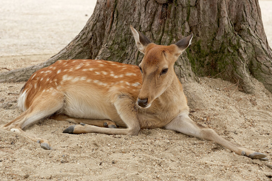 Farmington Hills City Council Approves Deer Management Plan Amid Safety and Ecological Concerns