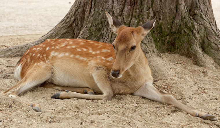 Farmington Hills City Council Approves Deer Management Plan Amid Safety and Ecological Concerns