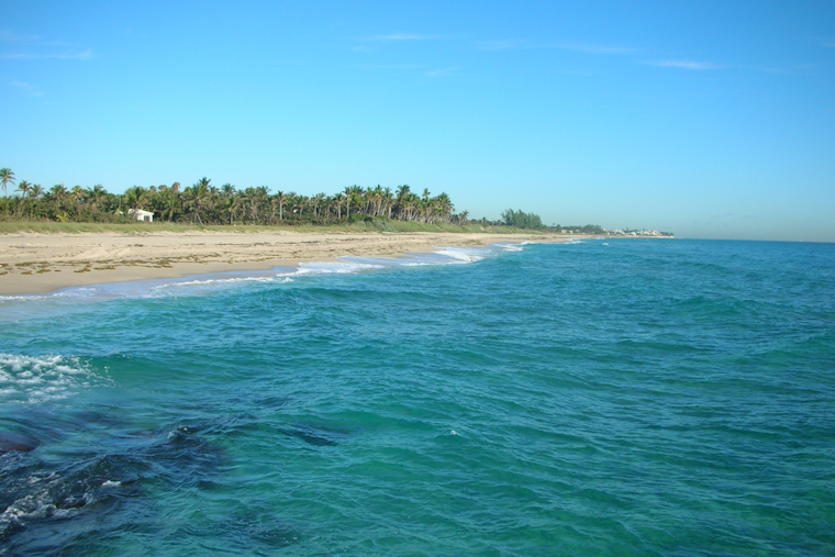 FAU Research Team Captures Rare Great White and Nurse Shark Encounter Off Boynton Beach Coast