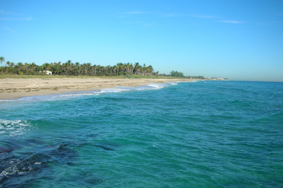 FAU Research Team Captures Rare Great White and Nurse Shark Encounter Off Boynton Beach Coast