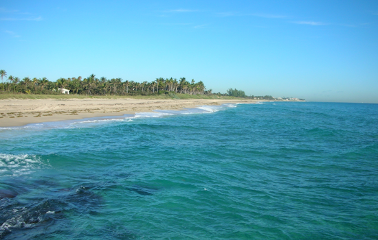 FAU Research Team Captures Rare Great White and Nurse Shark Encounter Off Boynton Beach Coast