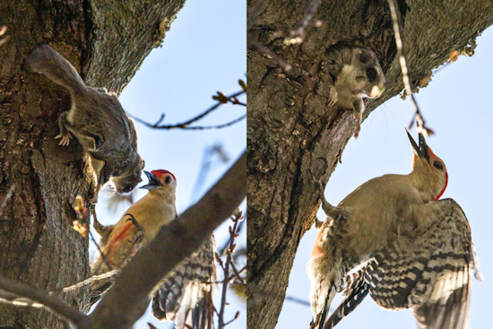 Feathered Fracas: Squirrel-Woodpecker Standoff Captivates Visitors at Wingfoot Lake State Park in Ohio