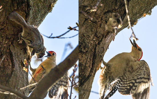 Feathered Fracas: Squirrel-Woodpecker Standoff Captivates Visitors at Wingfoot Lake State Park in Ohio