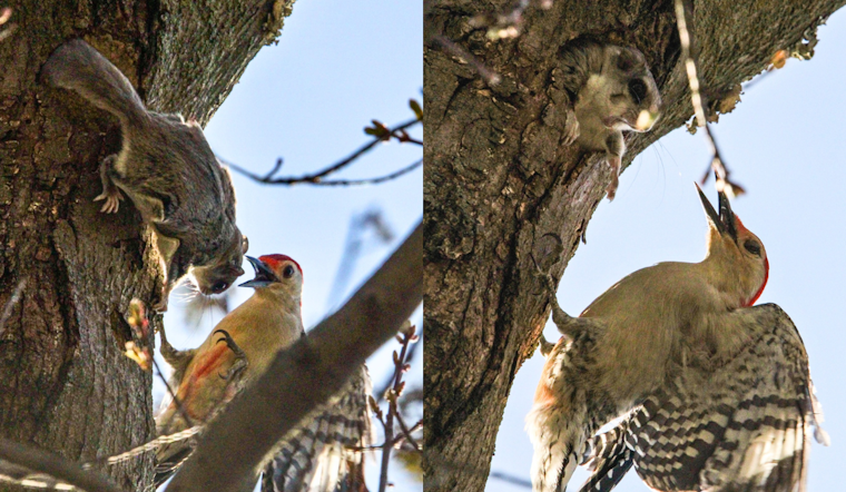Feathered Fracas: Squirrel-Woodpecker Standoff Captivates Visitors at Wingfoot Lake State Park in Ohio