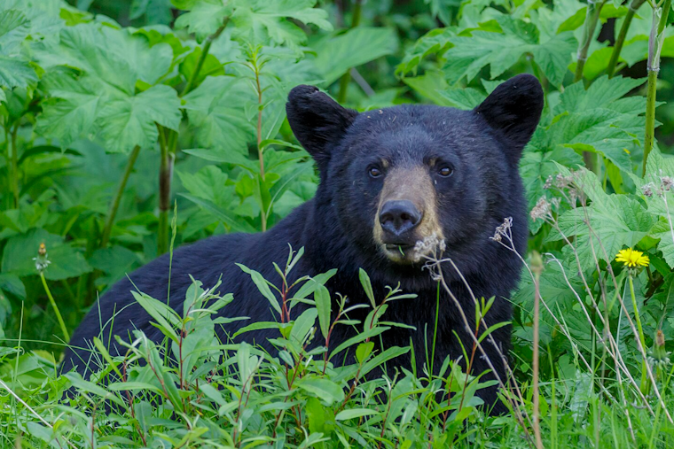 Florida Mulls Return of Bear Hunting after 10-Year Hiatus Amid Rising Populations and Conflicts