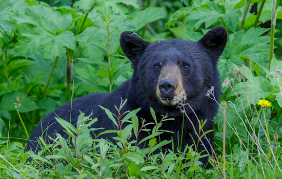 Florida Mulls Return of Bear Hunting after 10-Year Hiatus Amid Rising Populations and Conflicts