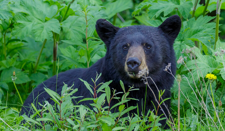 Florida Mulls Return of Bear Hunting after 10-Year Hiatus Amid Rising Populations and Conflicts