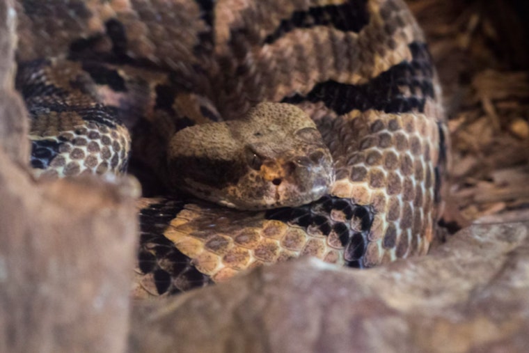 Folsom Residents on Alert, City Advises Caution as Rattlesnake Season Begins