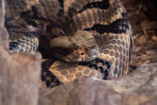 Folsom Residents on Alert, City Advises Caution as Rattlesnake Season Begins