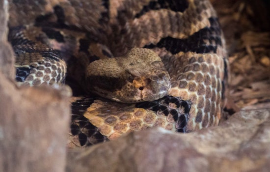 Folsom Residents on Alert, City Advises Caution as Rattlesnake Season Begins