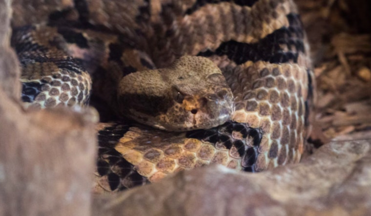 Folsom Residents on Alert, City Advises Caution as Rattlesnake Season Begins