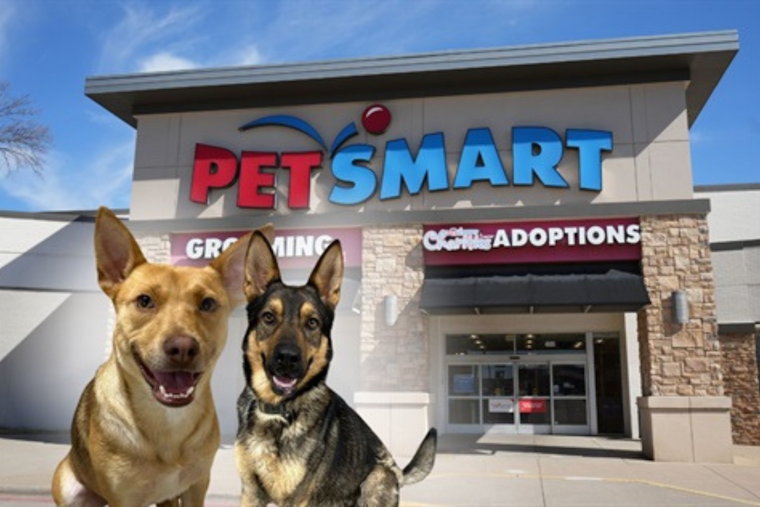 Fort Worth Animal Care & Control Resumes Dog Adoptions with Health Assurances at PetSmart Centers