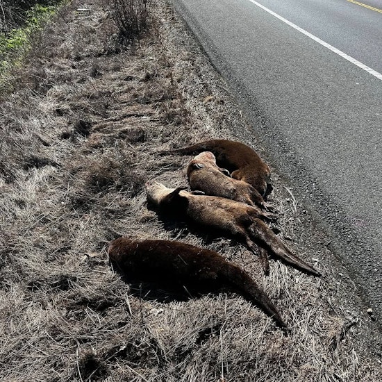 Four Otters - Possibly Victims of Animal Cruelty - Found Dead in Sonoma County on Side of the Road