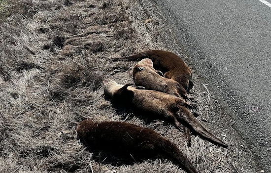 Four Otters - Possibly Victims of Animal Cruelty - Found Dead in Sonoma County on Side of the Road