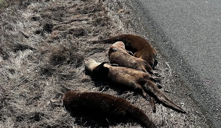 Four Otters - Possibly Victims of Animal Cruelty - Found Dead in Sonoma County on Side of the Road