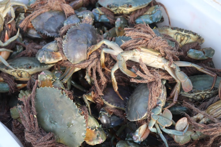 Four Terrebonne Parish Crab Fishermen Cited for Violations and Lack of Proper Licensing