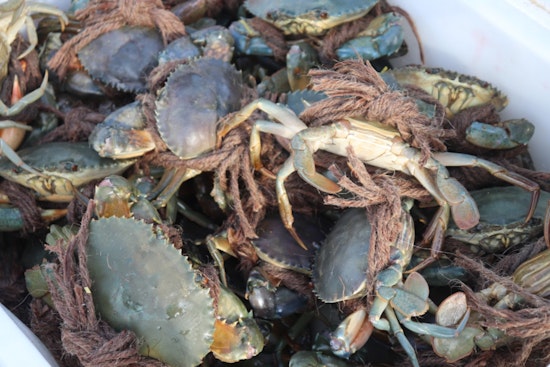 Four Terrebonne Parish Crab Fishermen Cited for Violations and Lack of Proper Licensing