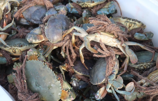 Four Terrebonne Parish Crab Fishermen Cited for Violations and Lack of Proper Licensing