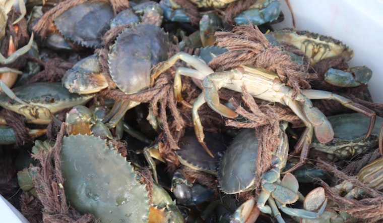 Four Terrebonne Parish Crab Fishermen Cited for Violations and Lack of Proper Licensing