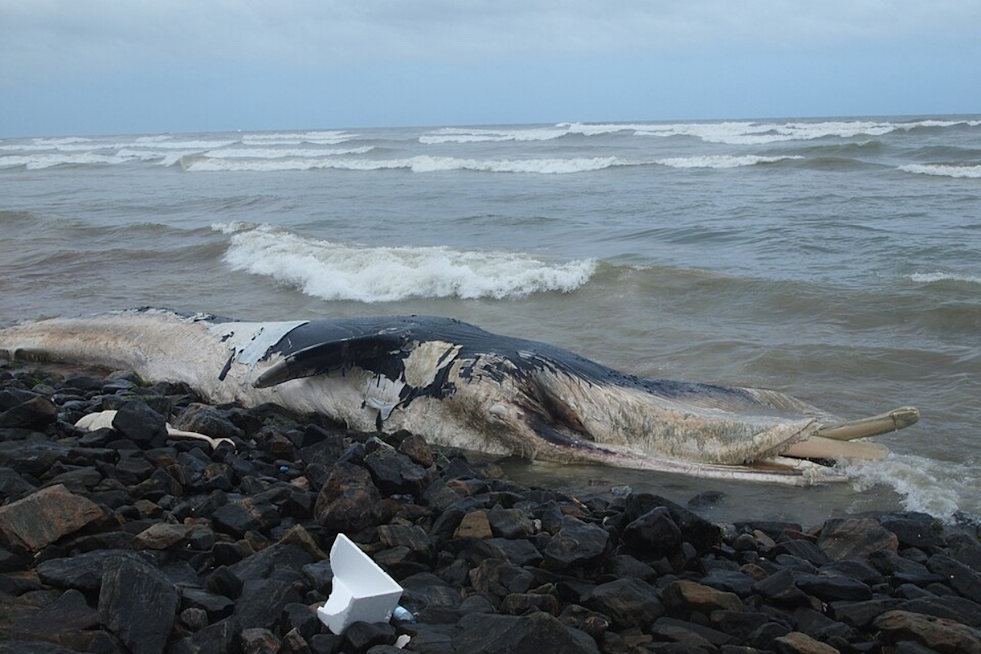 Fourth Gray Whale Carcass of the Year Washes Ashore in Alameda, Sparking Concern