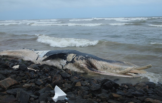 Fourth Gray Whale Carcass of the Year Washes Ashore in Alameda, Sparking Concern