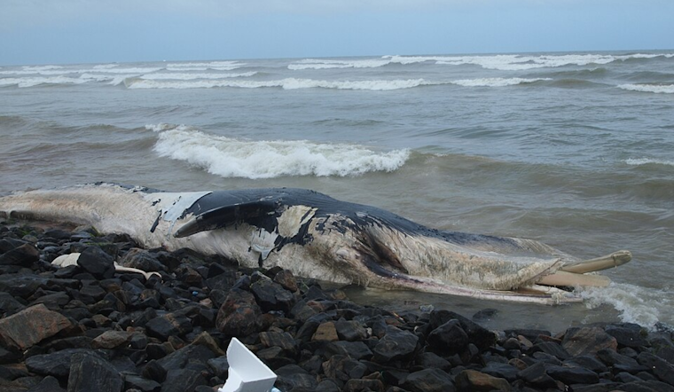 Fourth Gray Whale Carcass of the Year Washes Ashore in Alameda, Sparking Concern
