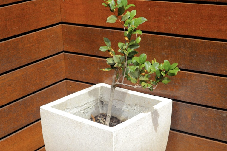 Free Canopy Tree Giveaway at Sarasota's Earth Month Event in The Bay Park