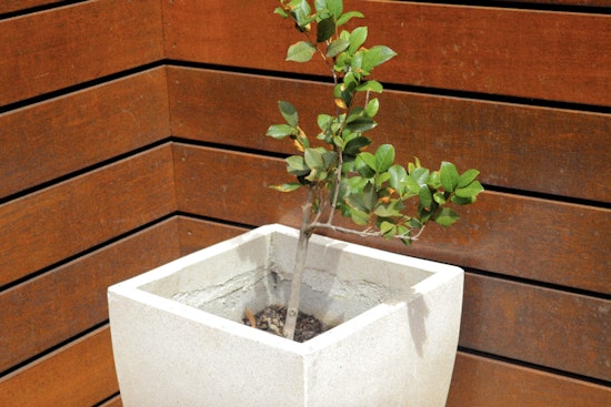 Free Canopy Tree Giveaway at Sarasota's Earth Month Event in The Bay Park