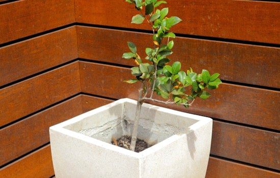 Free Canopy Tree Giveaway at Sarasota's Earth Month Event in The Bay Park