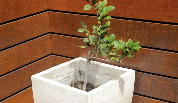 Free Canopy Tree Giveaway at Sarasota's Earth Month Event in The Bay Park