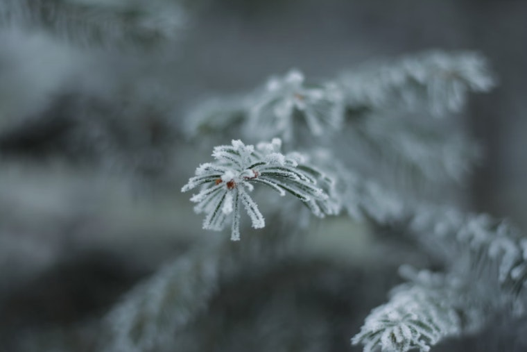 Freeze Warning in Effect for Central NC Including Raleigh as Unsettled Weather Persists Throughout the Week