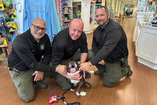 From Stray to Support: Dog That Halted I-95 Traffic in Florida Joins Palm Beach Sheriff's Therapy Program