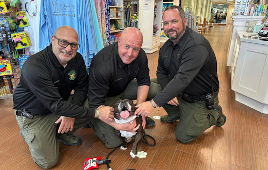 From Stray to Support: Dog That Halted I-95 Traffic in Florida Joins Palm Beach Sheriff's Therapy Program