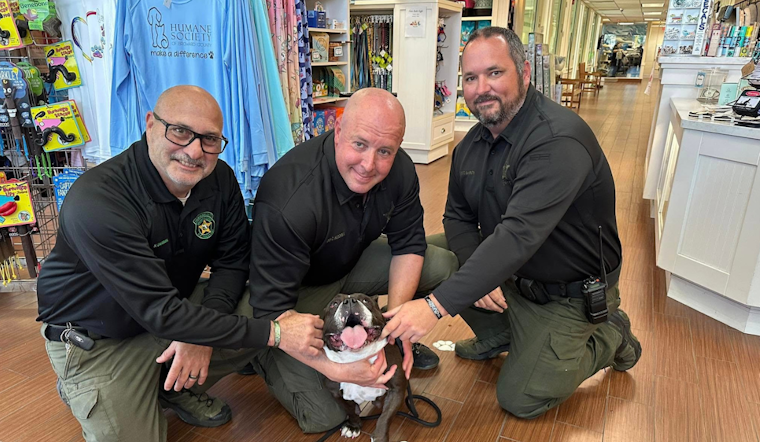 From Stray to Support: Dog That Halted I-95 Traffic in Florida Joins Palm Beach Sheriff's Therapy Program